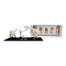 Display case for LEGO Ideas: Dinosaur Fossils (21320) - Wicked Brick